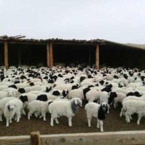 29,2 сая толгой эх малын 7,4 хувь төллөжээ.