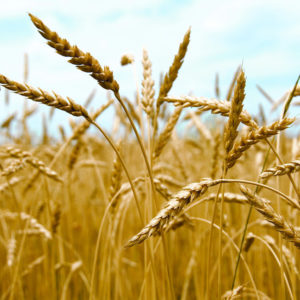 Тариаланчдад  улаанбуудайн 21.4 тэрбум төгрөгийн урамшуулал олгожээ